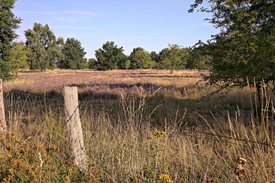 Barger Heide in Stade, Blühende Heide, August 2020
