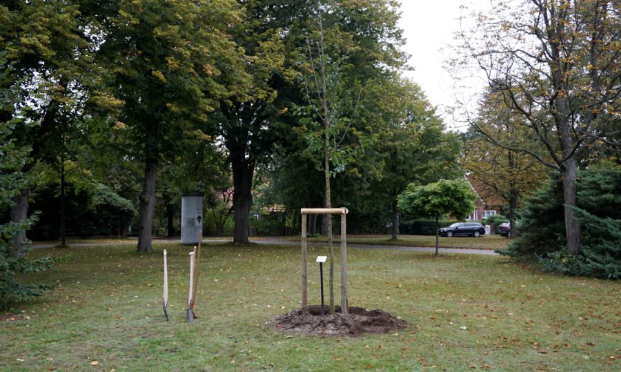 Demokratiebaum zum 30. Jahrestag der Wiedervereinigung