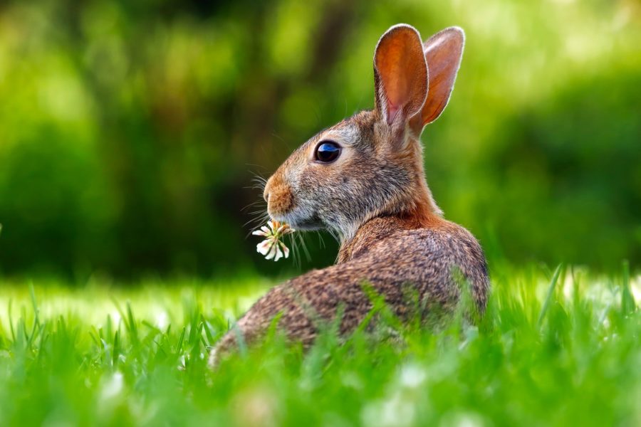 Kaninchen auf einer Wiese, Ostern 2021